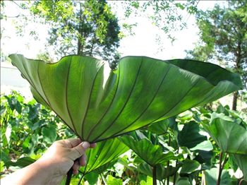 Colocasia Bikini-Tini